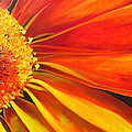African Daisy