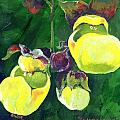 Calceolaria