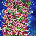 Echium