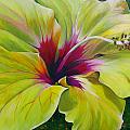 Hibiscus