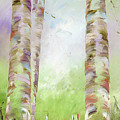 Weeping Birch in May